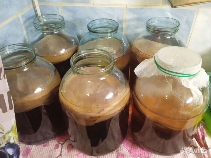 Чайный гриб (комбуча)