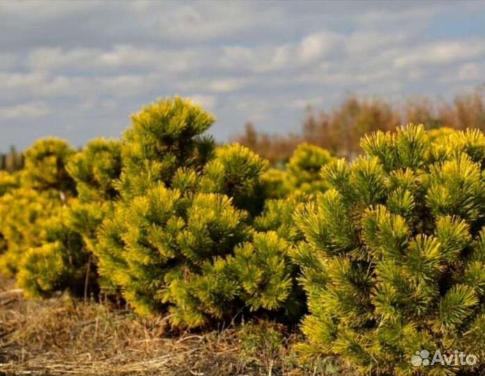 Сосна winter gold