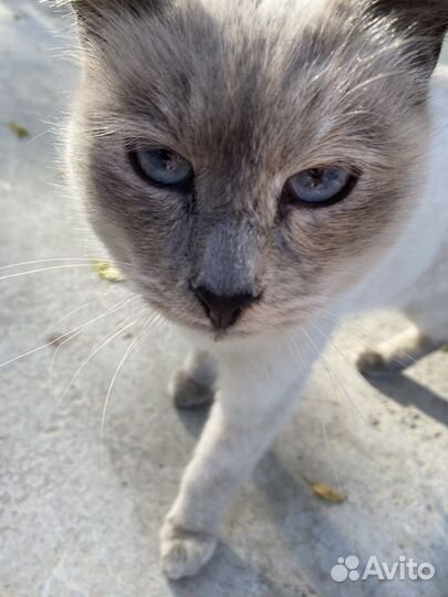 Сиамская кошка