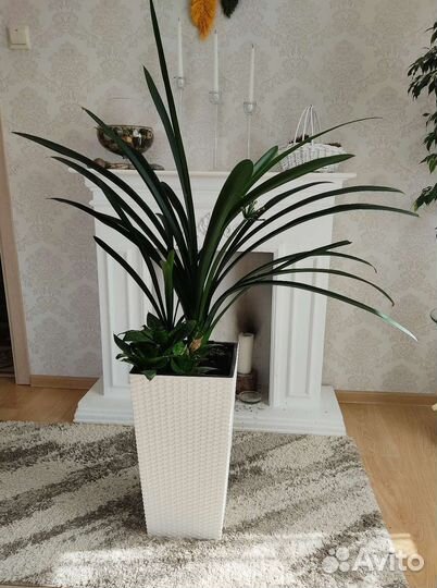 Кливия оранжевые цветы