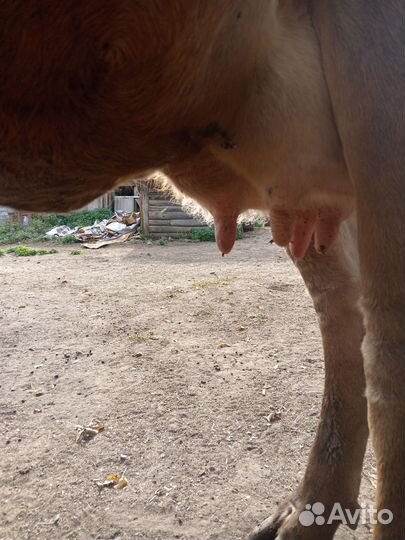 Корова стельная дойная