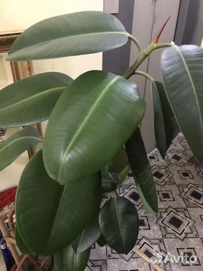 Большой цветок-Фикус-Эласика