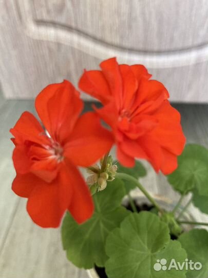 Пеларгония герань красная обыкновенная
