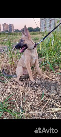 Молоденькая девочка