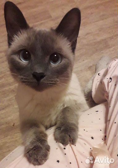 Тайские котята