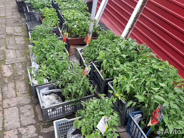 Рассада помидор,капуста и др