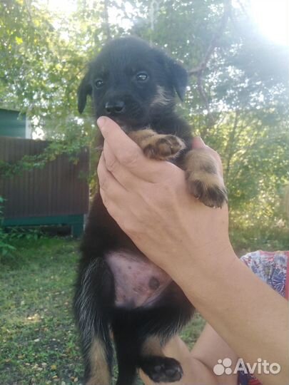 Щенятки в дар