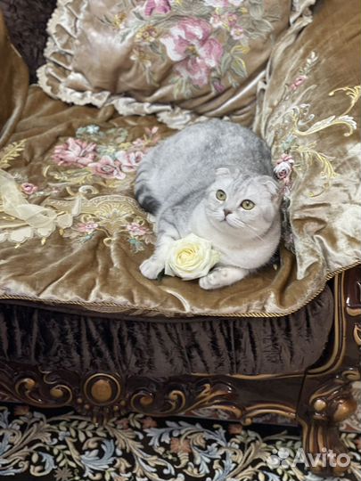 Шотланская вислоухая кошка