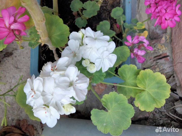 Садовые цветы, розы