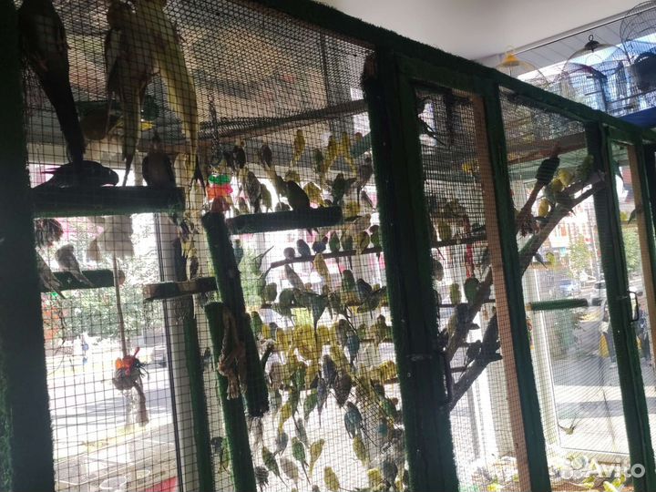 Волнистый попугай