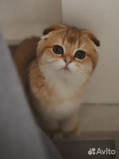 Шотландская девочка