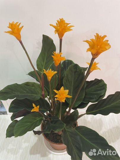 Калатея кроката