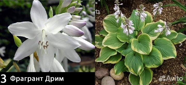 Хосты с красивыми и ароматными цветами