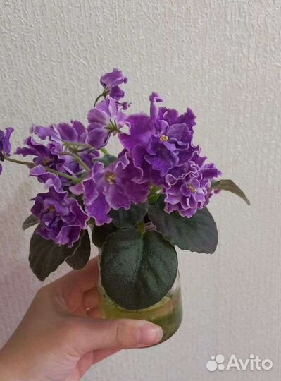 Сортовые фиалки