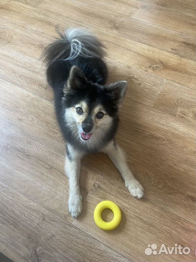 Передержка собак, дог-ситтер