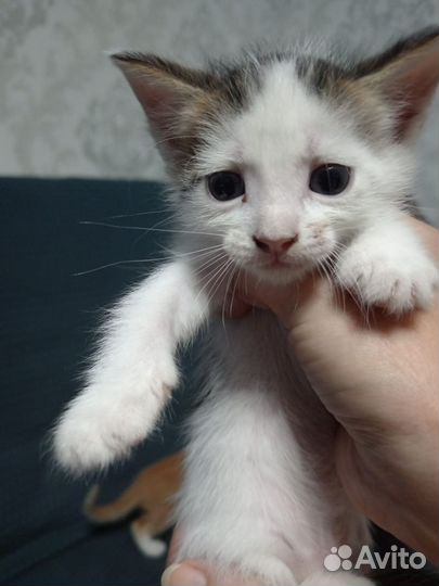 Кошки в добрые руки бесплатно