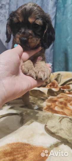 Домашние животные собаки щенки