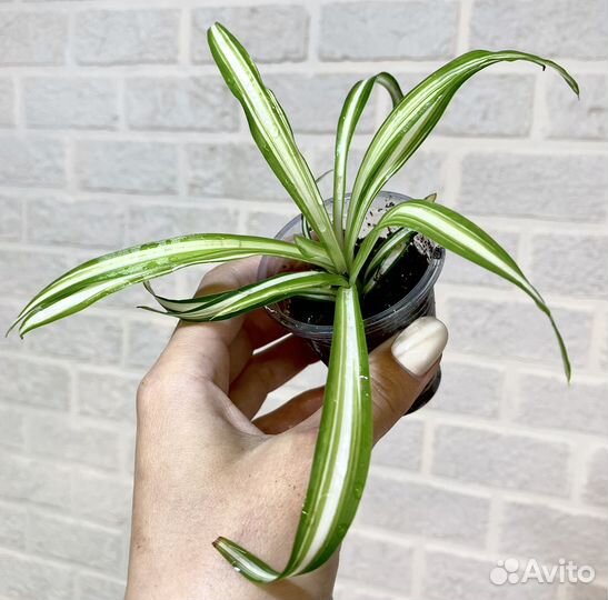 Хлорофитумы много сортов