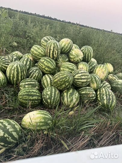 Арбузы продюсер