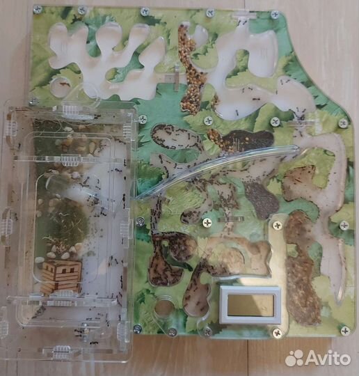 Муравьиная ферма с муравьями