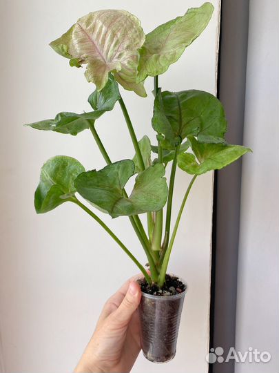 Сингониумы коллекционные