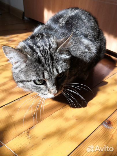 Кошка была домашней, нужен дом