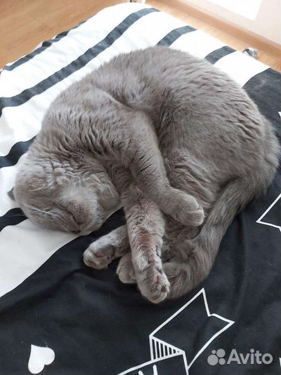 Кот британец для вязки