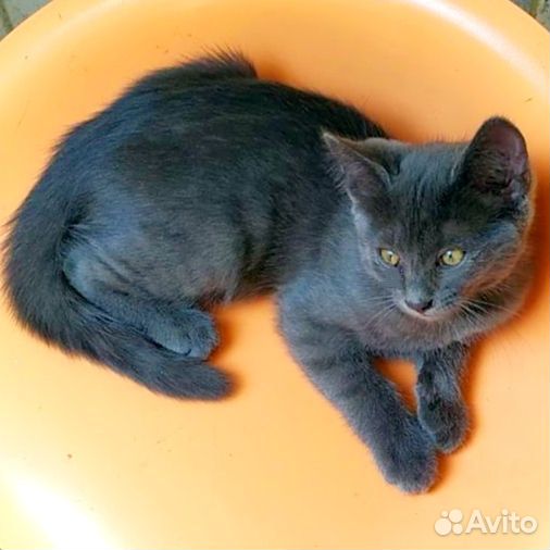 Плюшевый котёнок