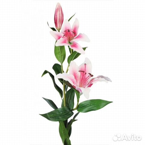 Лилия розовая
