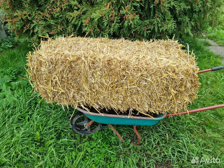 Продам сено в тюках 2024 год
