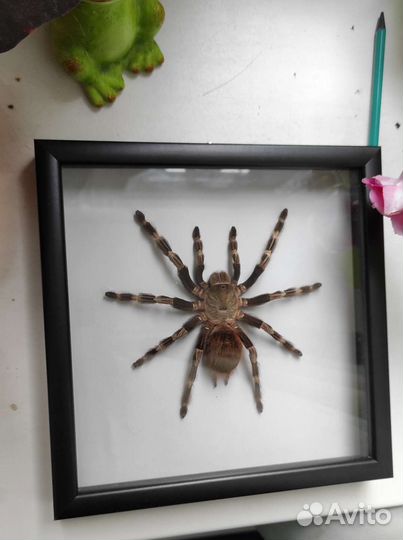 Чучела пауков-птицеедов