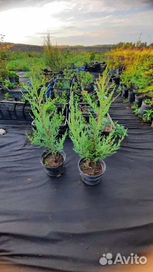 Можжевельник скальный