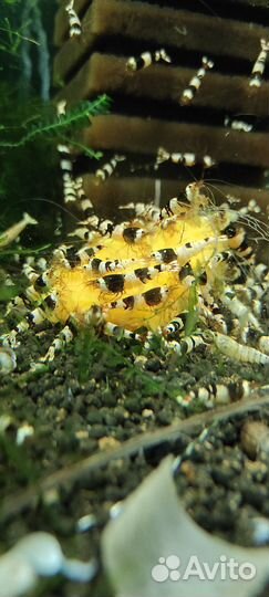 Креветки Блэк кристаллы