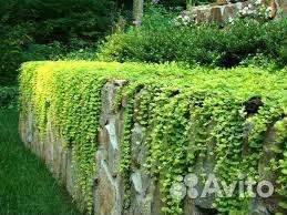 Вербейник монетчатый