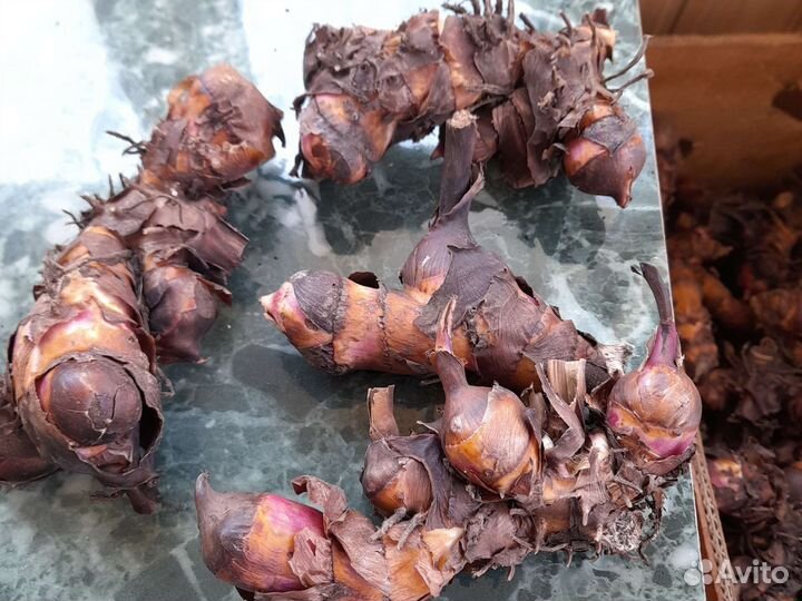 Продам клубни канн