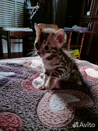 Бенгальские котята