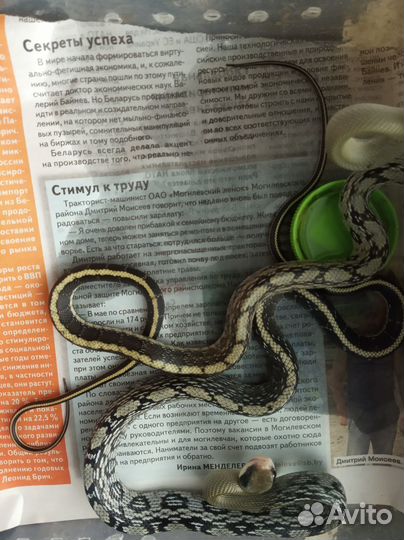 Тонкохвостый голубой полоз блю бьюти пара