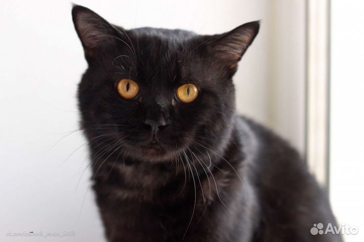 Британская