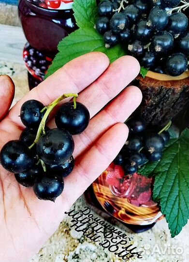 Чёрная смородина (домашнее Варенье/урожай 2023г)