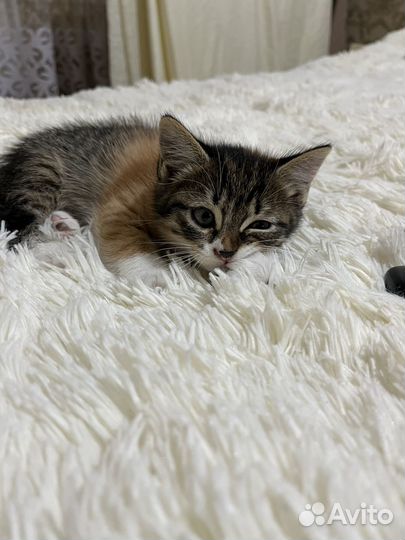 Кошка в добрые руки