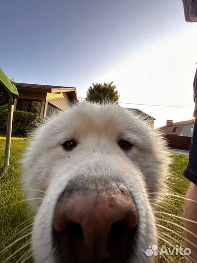 Передержка животных