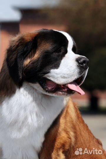 Сенбернар вязка