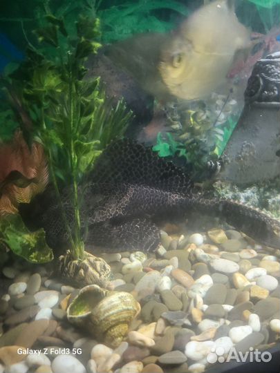 Аквариум с тумбой rehau 270 литров