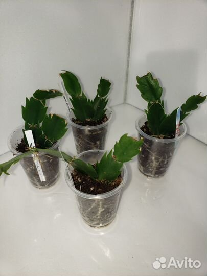 Декабрист шлюмбергера