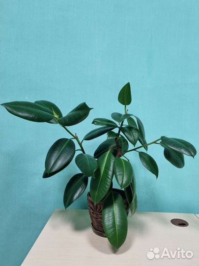 Фикус каучуконосный