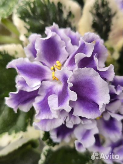 Фиалка сортовая фиолетовая