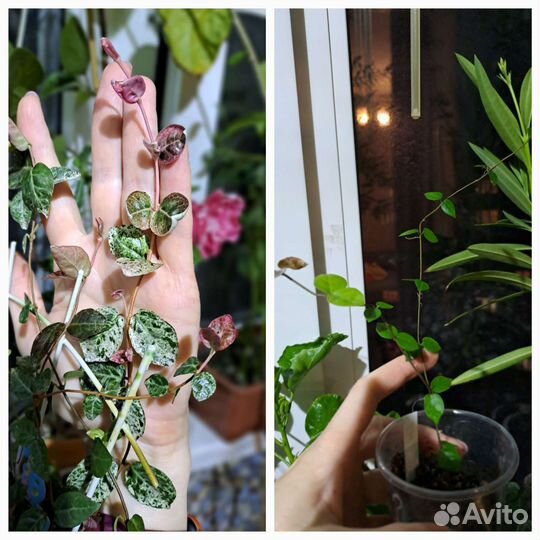 Олеандр, гардения, жасмин, ананас