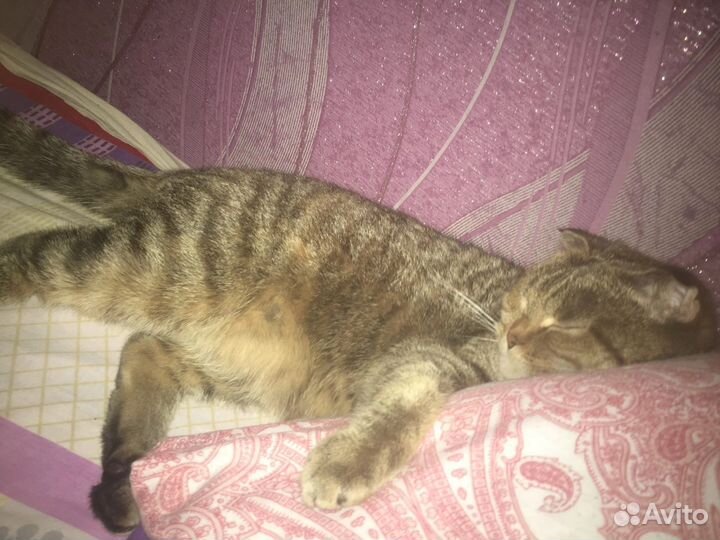 Шотландская вислоухая кошка бесплатно