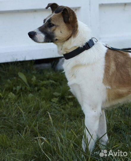 Милый пёс Адрик грустит и ждёт хозяина