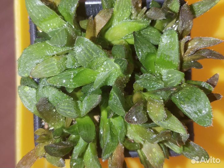 Суккуленты разные